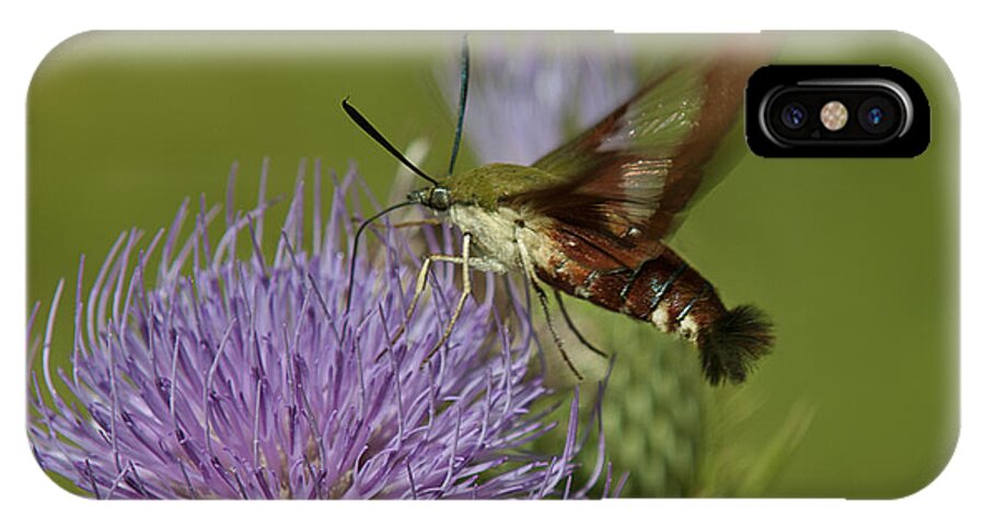 Nature iPhone X Case featuring the photograph Hummingbird or Clearwing Moth DIN178 by Gerry Gantt