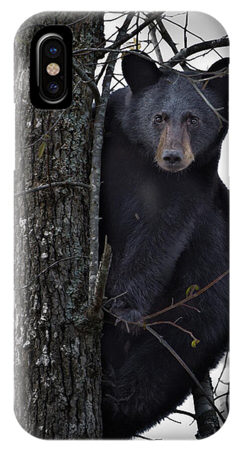 Bear iPhone X Case featuring the photograph Hunting Berries by Ronald Lutz