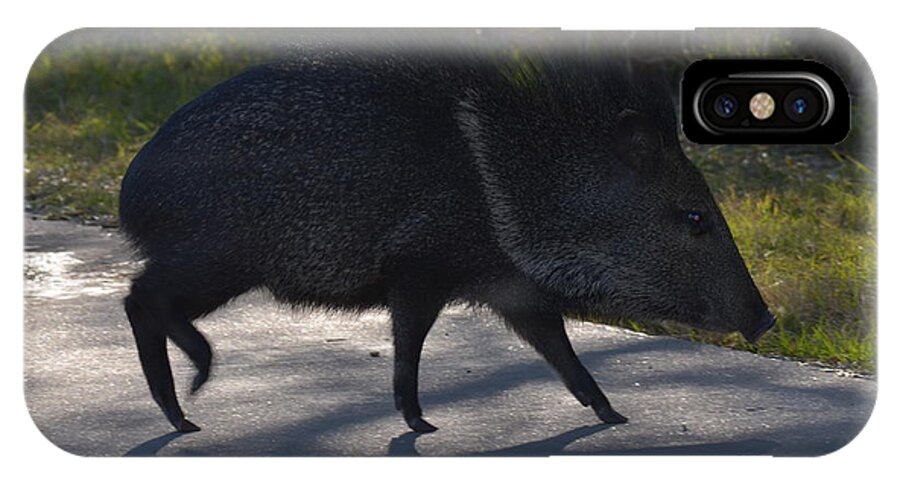 Javelina iPhone X Case featuring the photograph Javelina by Donna Brown