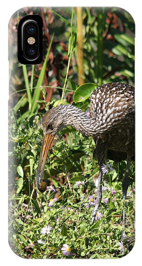 Limpkin iPhone X Case featuring the photograph Limpkins Lunch by Christiane Schulze Art And Photography