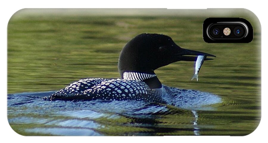 Loon iPhone X Case featuring the photograph Loon with minnow by Steven Clipperton
