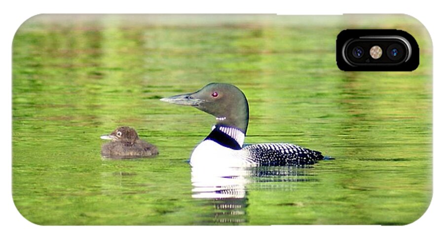Wildlife iPhone X Case featuring the photograph Loons Big and Small by Steven Clipperton