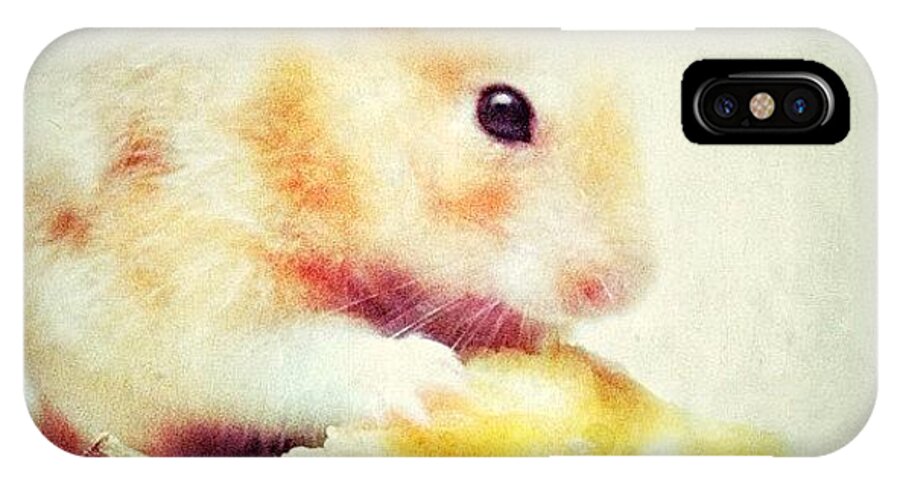 Cute iPhone X Case featuring the photograph Ma Bebé #cute #hamstagram #hamster by Maura Aranda