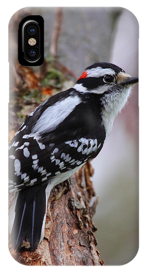 Woodpecker iPhone X Case featuring the photograph Male Downy Woodpecker by Bruce J Robinson