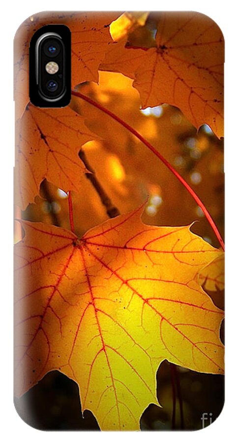 Color Photography iPhone X Case featuring the photograph Maple At First Light by Sue Stefanowicz