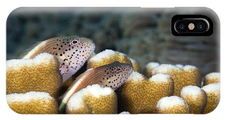 Paracirrhites Forsteri iPhone X Case featuring the photograph Pair Of Forster's Hawkfish by Matthew Oldfield