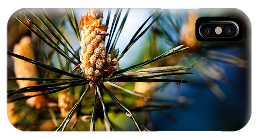 Pine iPhone X Case featuring the photograph Pine Cone and Needles by Joseph Bowman
