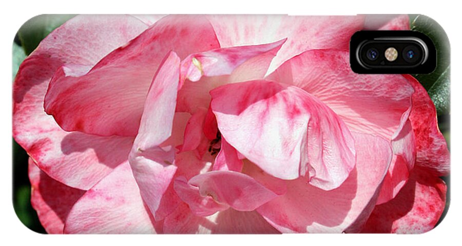 California iPhone X Case featuring the photograph Pink and White Rose by Karen Harrison Brown