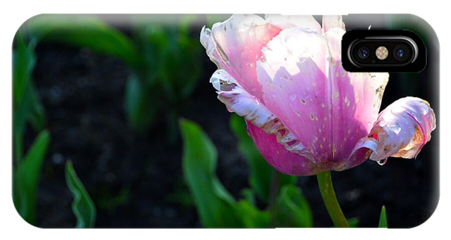 Tulips iPhone X Case featuring the photograph Pink Tulips by Pravine Chester