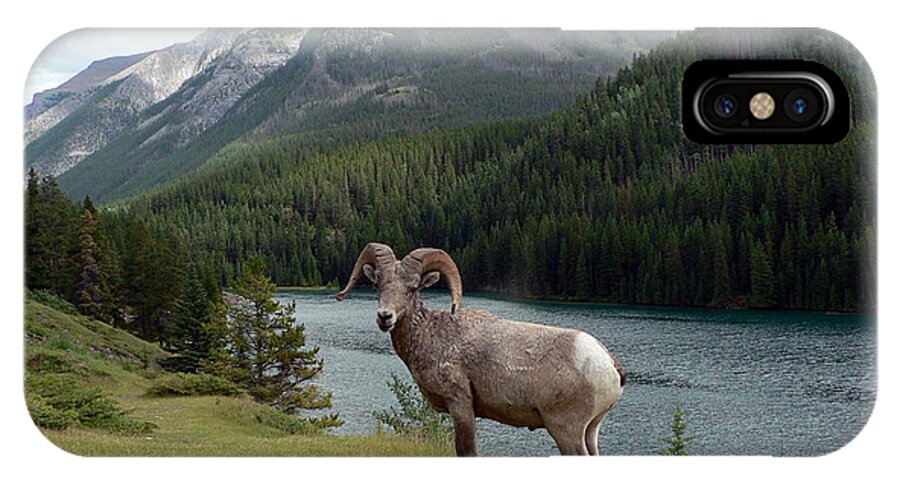 Portrait iPhone X Case featuring the photograph Portrait of a BigHorn Sheep at Lake Minnewanka by Laurel Best