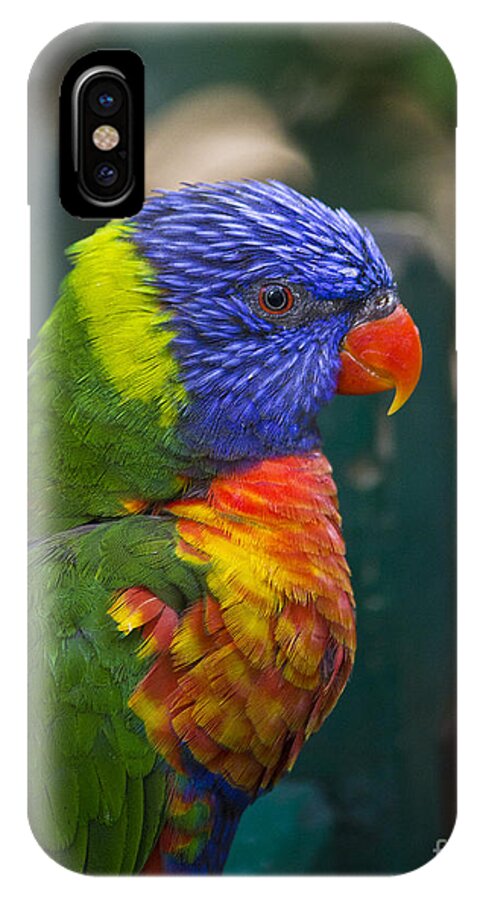 Clare Bambers iPhone X Case featuring the photograph Posing Rainbow Lorikeet. by Clare Bambers