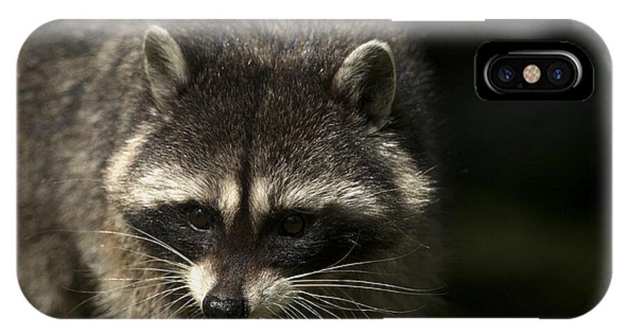 Raccoon iPhone X Case featuring the photograph Raccoon 2 by Sharon Talson