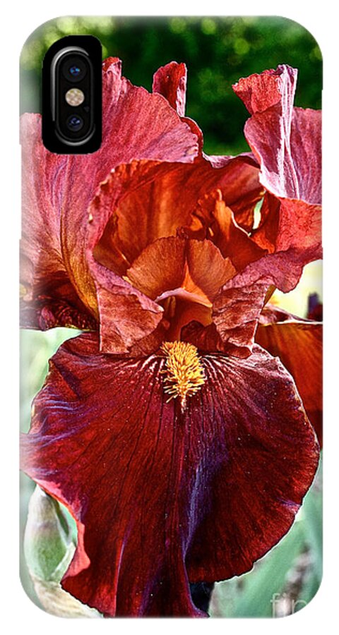 Plant iPhone X Case featuring the photograph Red Iris by Susan Herber