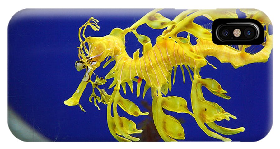 Sea Dragon iPhone X Case featuring the photograph Seadragon by Milena Boeva