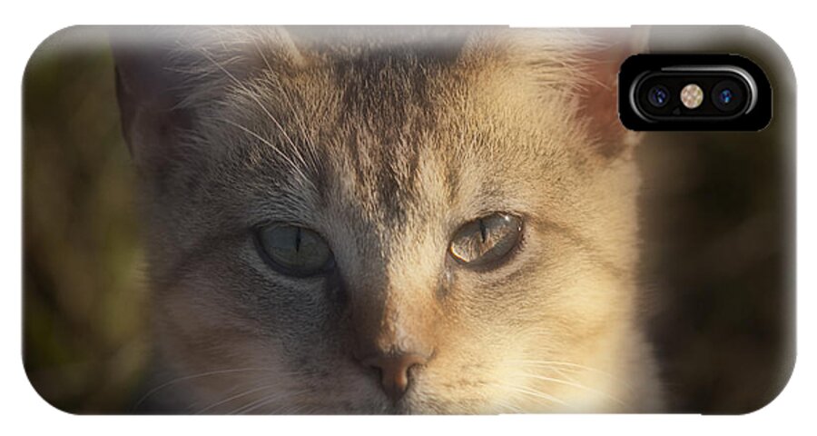 Kitten iPhone X Case featuring the photograph Soft As A Kitten by Kathy Clark