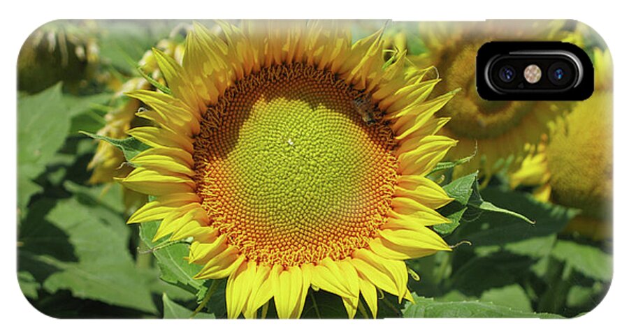 Sunflower iPhone X Case featuring the photograph Sunflower And Honeybee July Two K O Nine by Carl Deaville