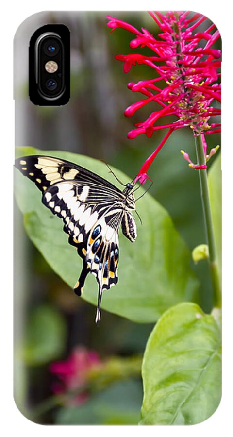 Nature iPhone X Case featuring the photograph Swallowtail Butterfly by Linda Tiepelman