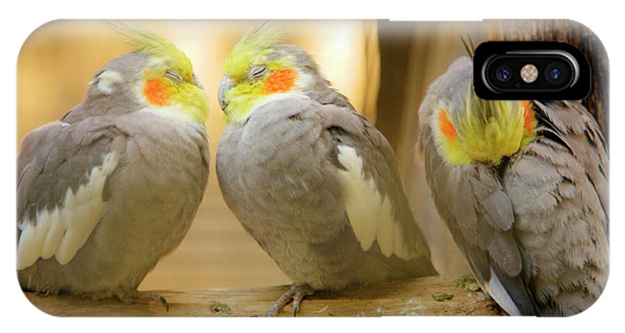 Cockatiels iPhone X Case featuring the photograph They love each other but nobody loves me by Ian Middleton