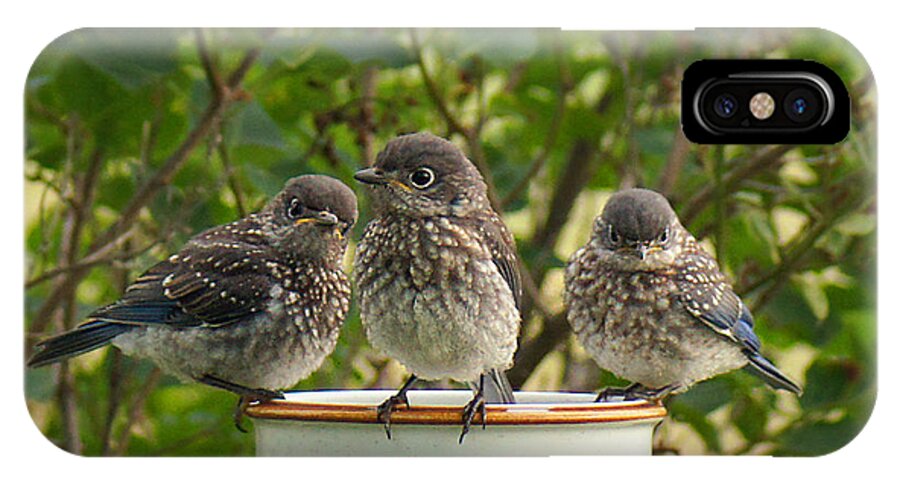 Eastern Bluebirds iPhone X Case featuring the photograph Trouble Times Three by Bill Pevlor