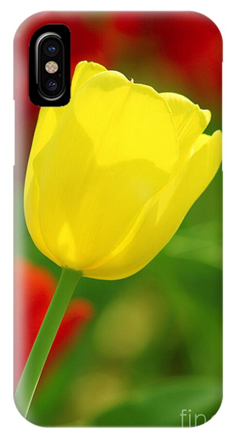 Tulip iPhone X Case featuring the photograph Tulipan Amarillo by Francisco Pulido