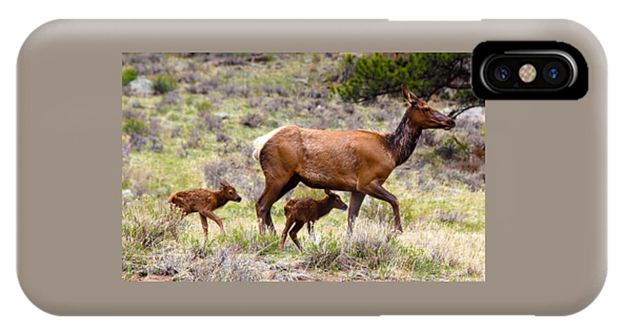 Elk iPhone X Case featuring the photograph Twin Elk Calves by Shane Bechler