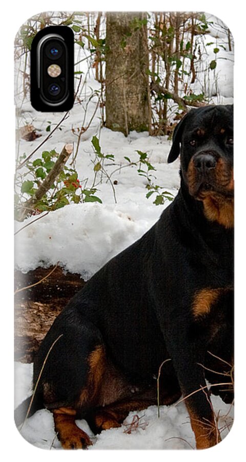 Rottweiler iPhone X Case featuring the photograph Waiting by Karen Harrison Brown