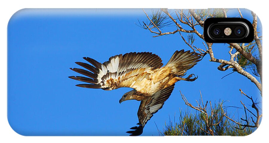 Wedge-tailed Eagle iPhone X Case featuring the photograph Wedge-tailed Eagle by Andrew McInnes