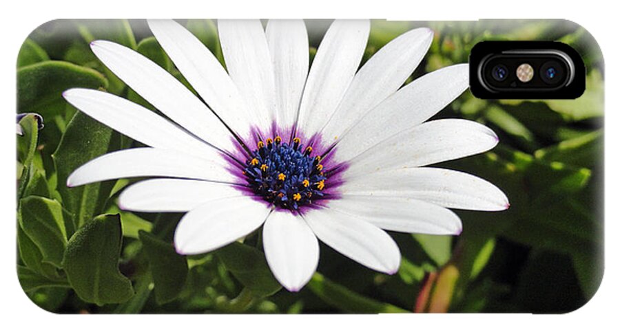 White iPhone X Case featuring the photograph White African Daisy by Robert Meyers-Lussier