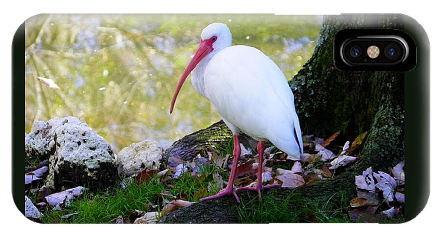 Nature iPhone X Case featuring the photograph White Ibis by Judy Wanamaker