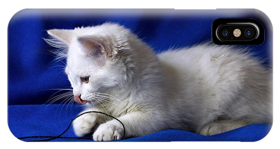 Cat iPhone X Case featuring the photograph White kitty on blue by Raffaella Lunelli