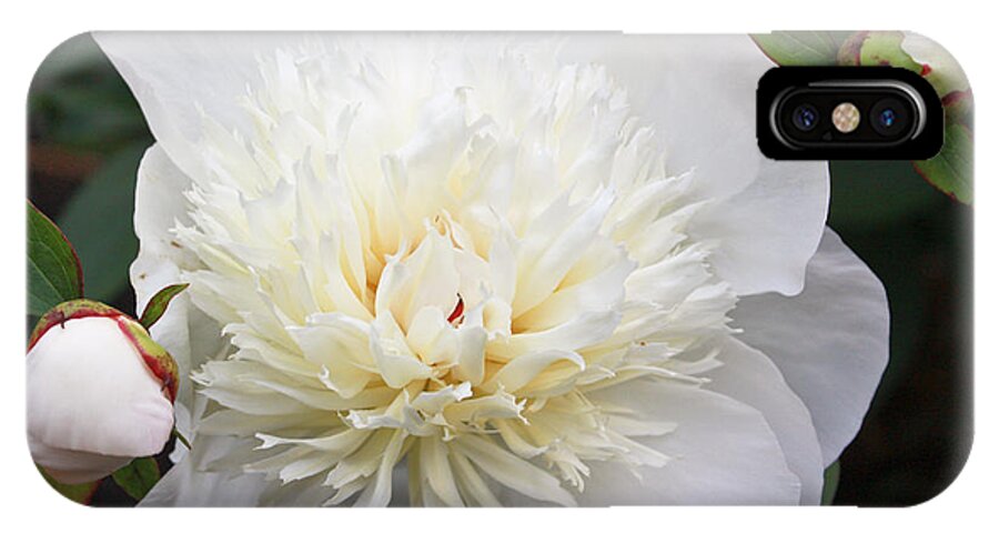 White Peony iPhone X Case featuring the photograph White Peony by Ann Murphy