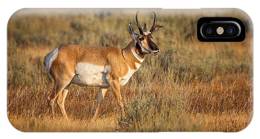 2012 iPhone X Case featuring the photograph Wyoming Pronghorn by Ronald Lutz