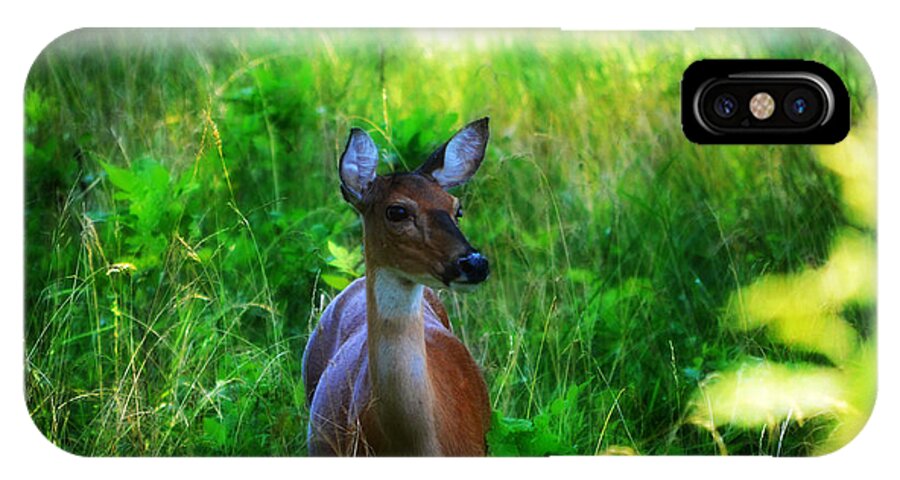Landscape iPhone X Case featuring the photograph Young Deer by Peggy Franz