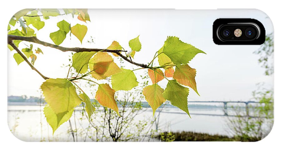 Abele iPhone X Case featuring the photograph Backlit Poplar Leaves #1 by Alain De Maximy
