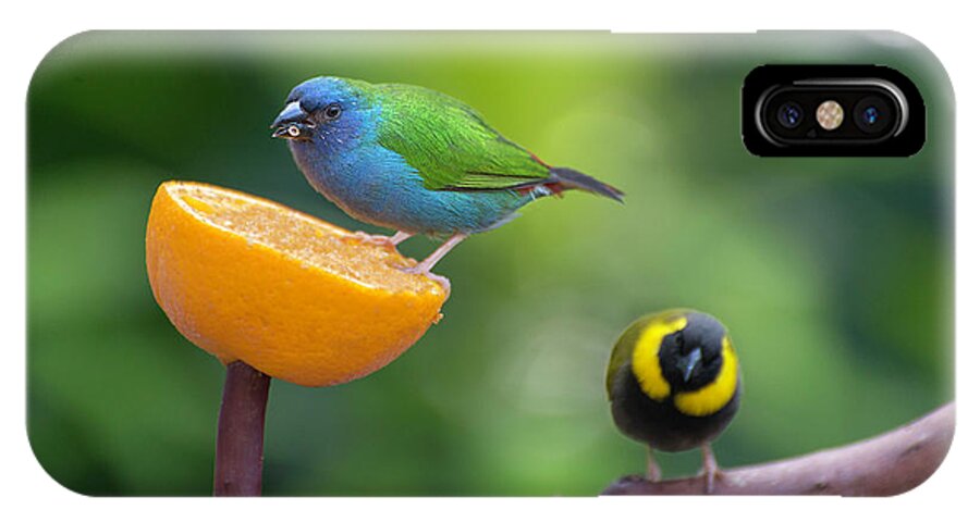 Blue-faced Parrotfinch iPhone X Case featuring the photograph Blue-faced Parrotfinch #1 by John Poon