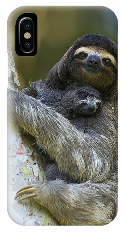 Mp iPhone X Case featuring the photograph Brown-throated Three-toed Sloth #1 by Suzi Eszterhas
