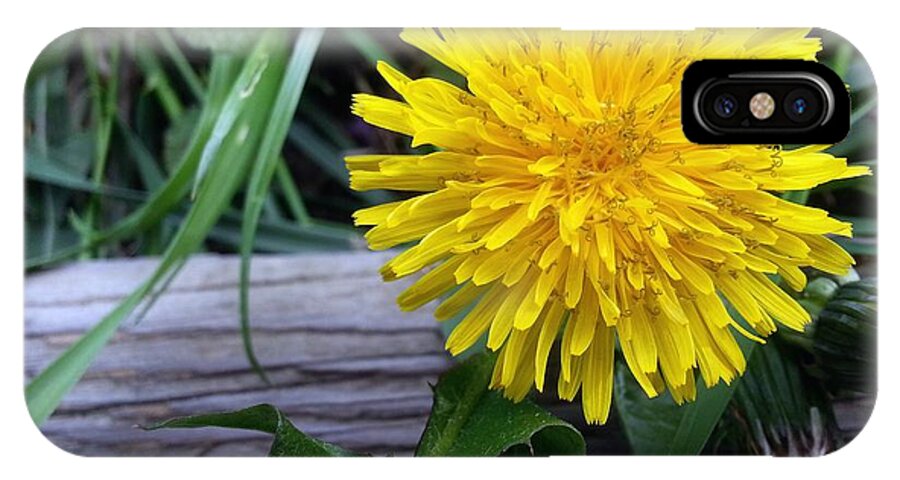 Dandelion iPhone X Case featuring the photograph Dandelion #1 by Robert Knight