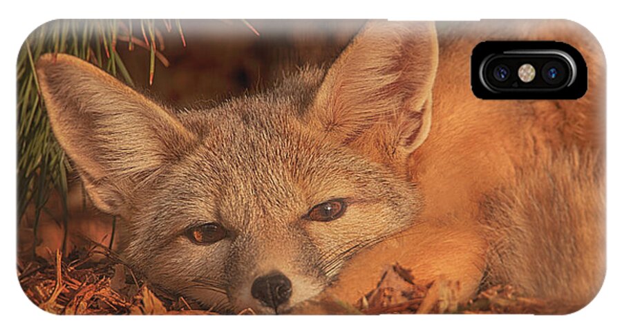 Animal iPhone X Case featuring the photograph San Joaquin Kit Fox #1 by Brian Cross
