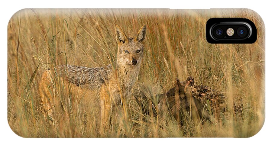 Animals iPhone X Case featuring the photograph Silver backed jackal #1 by Patrick Kain