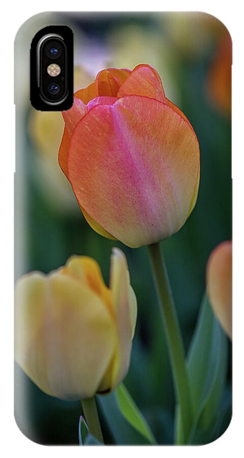 Bloom iPhone X Case featuring the photograph Spring Tulip #1 by Ron Pate
