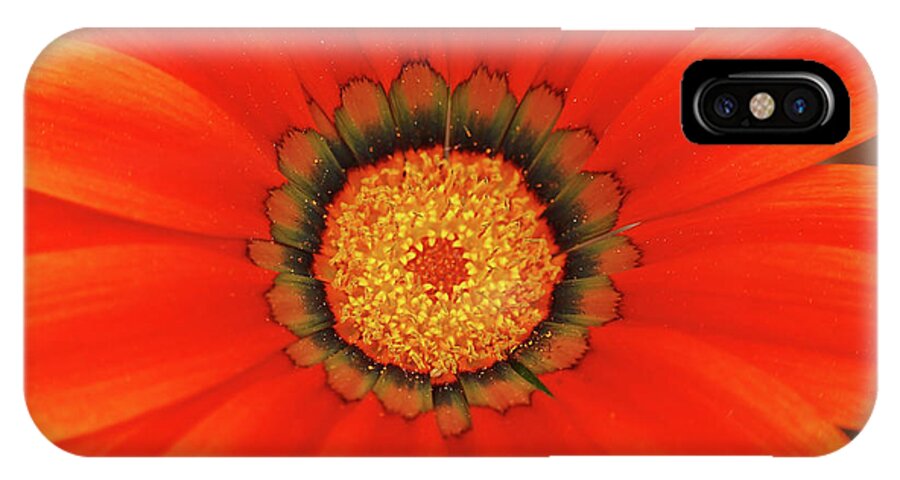 Daisy iPhone X Case featuring the photograph The Beauty of Orange #1 by Lori Tambakis