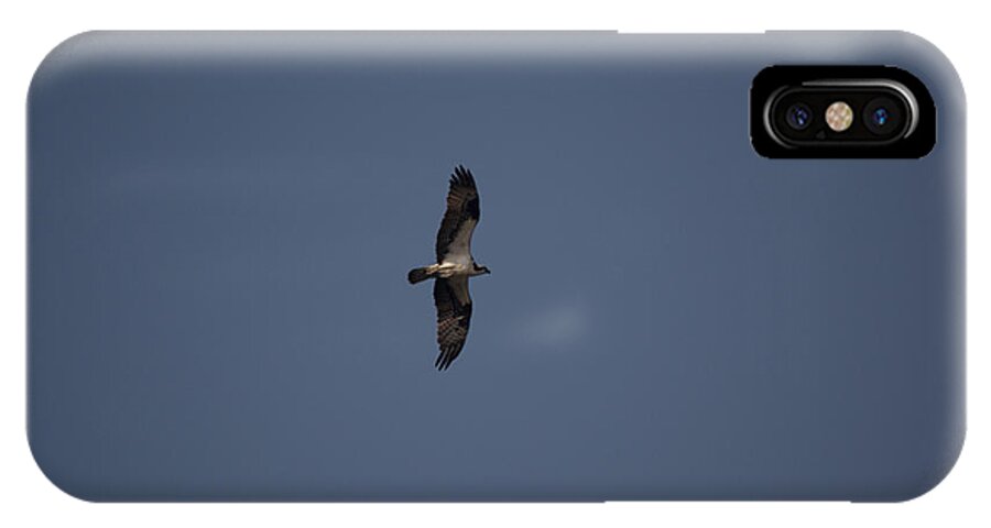Osprey iPhone X Case featuring the photograph Way Up #1 by Linda Kerkau