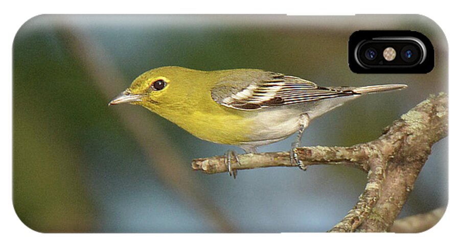 Bird iPhone X Case featuring the photograph Yellow-throated Vireo #1 by Alan Lenk