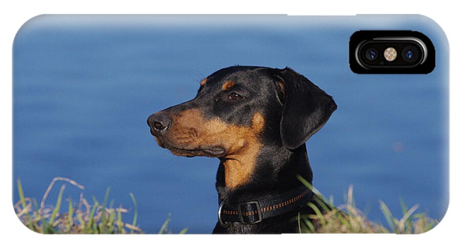 Dog iPhone X Case featuring the photograph Young Doberman Pinscher #1 by Brinkmann/Okapia