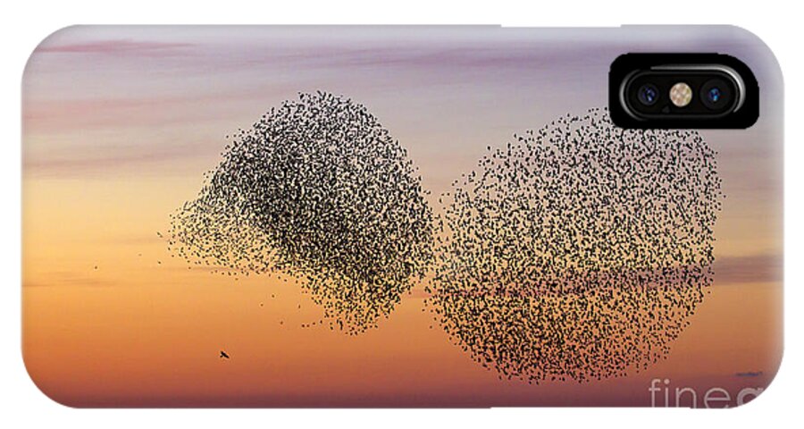 Common Starling iPhone X Case featuring the photograph 150501p254 by Arterra Picture Library