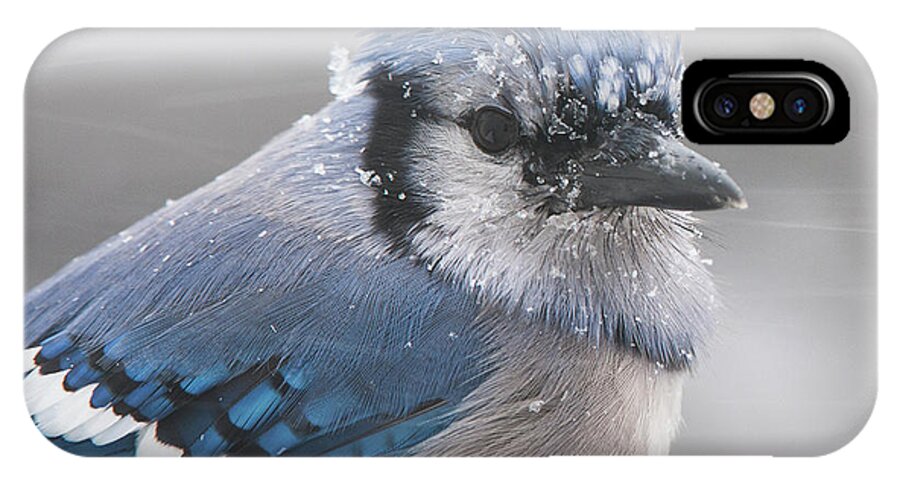 Blue Jay In A Blizzard iPhone X Case featuring the photograph Blue Jay in a blizzard #2 by Diane Giurco