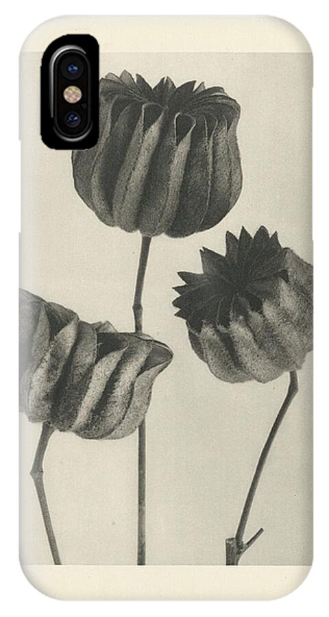 Flower iPhone X Case featuring the painting Plant Studies, 1928, Nature Series, by Karl Blossfeldt #2 by Karl Blossfeldt