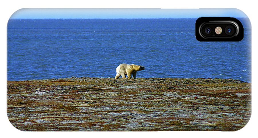 Polar Bear iPhone X Case featuring the photograph Polar Bear #2 by Anthony Jones