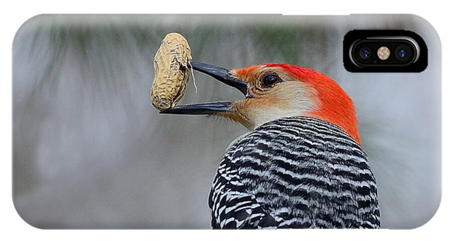 Red-bellied Woodpecker iPhone X Case featuring the photograph Red-bellied Woodpecker #2 by Diane Giurco