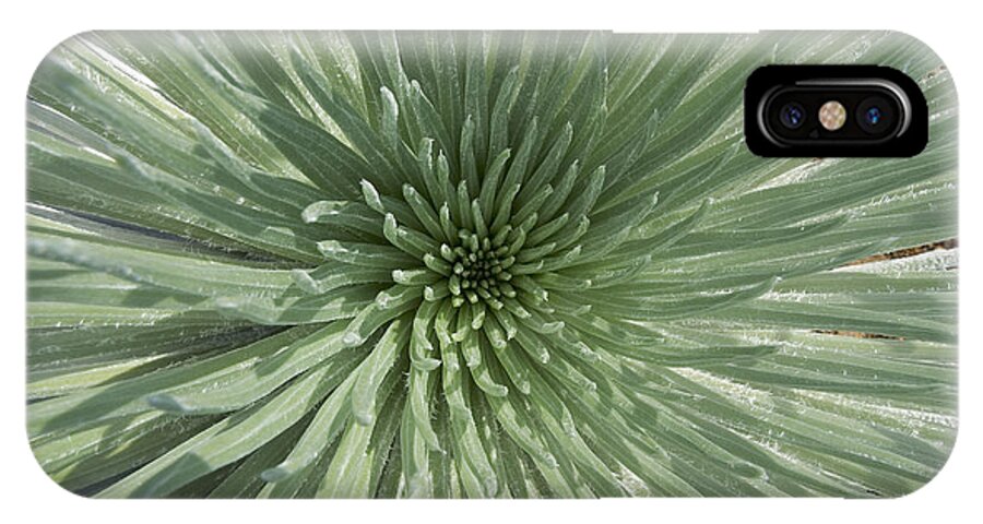 Ahinahina iPhone X Case featuring the photograph Silversword, Haleakala #2 by Ron Dahlquist - Printscapes